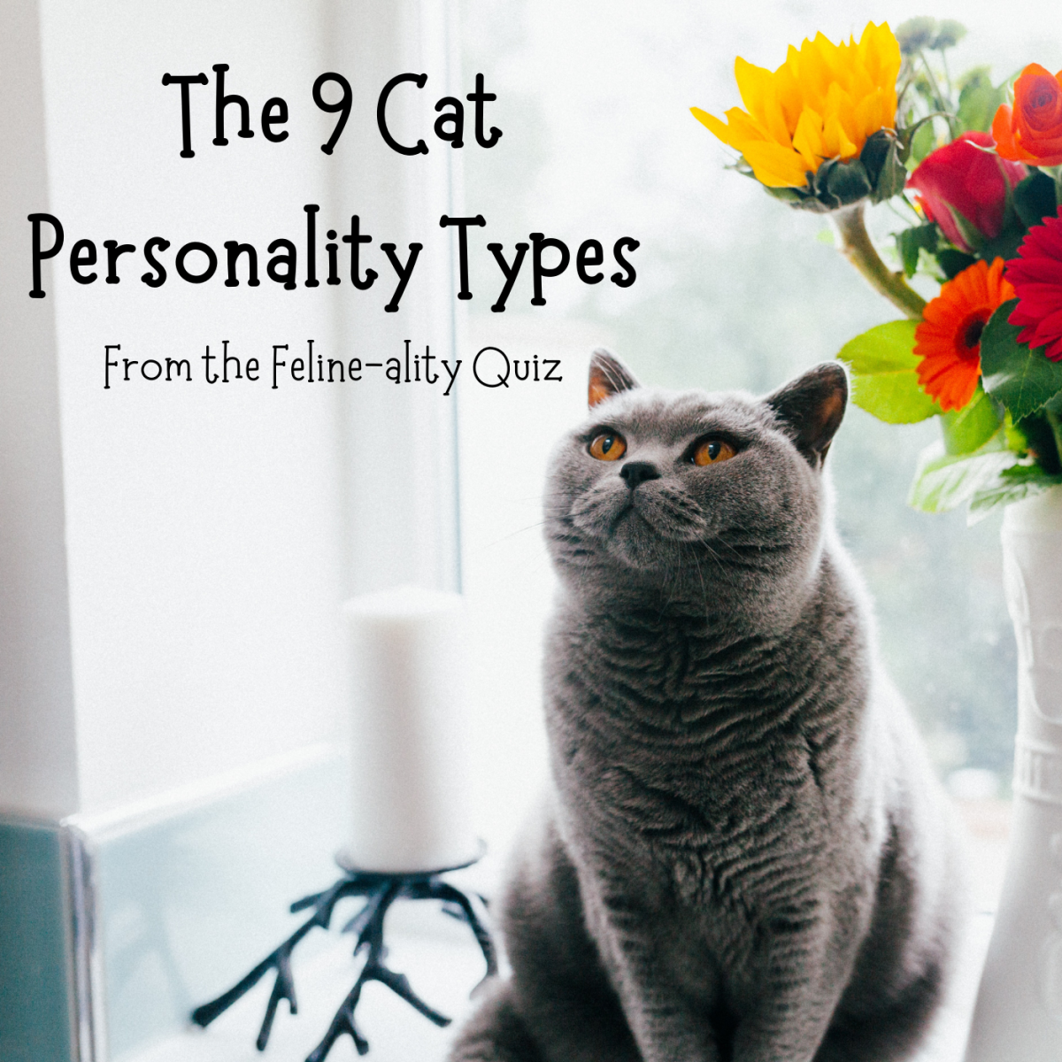 The 9 Cat Personalities Feline ality And Meet Your Match PetHelpful