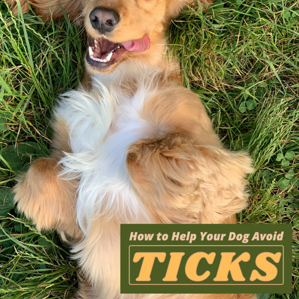 Tick Precautions and Safety Tips for Dog Owners and Their Pets
