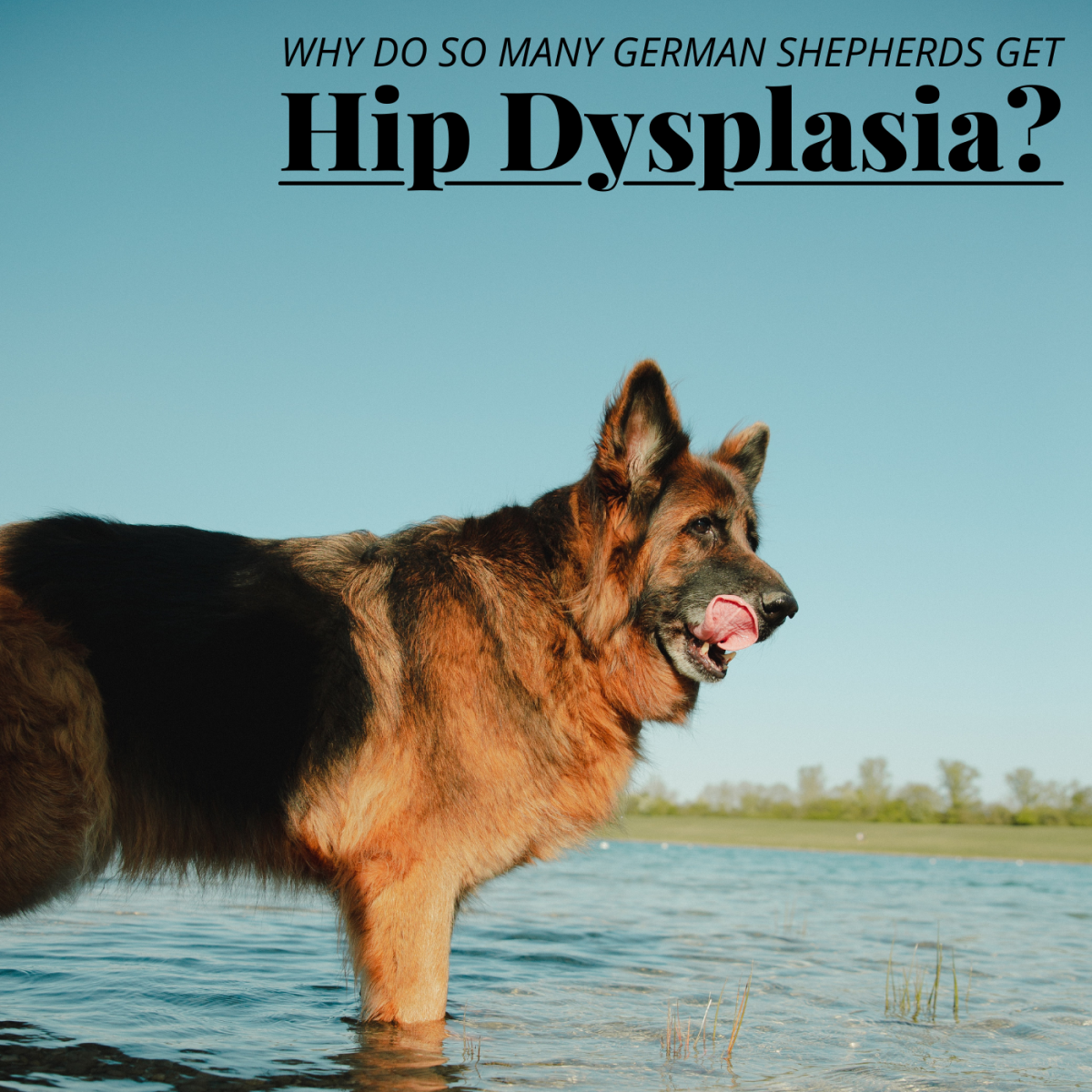 Hip dysplasia is a fairly common hereditary ailment that commonly affects larger breeds, especially German Shepherds. 