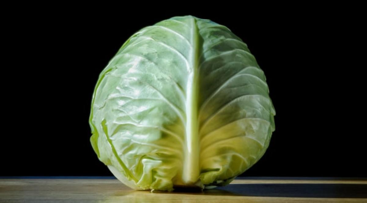 can dogs eat cabbage safely