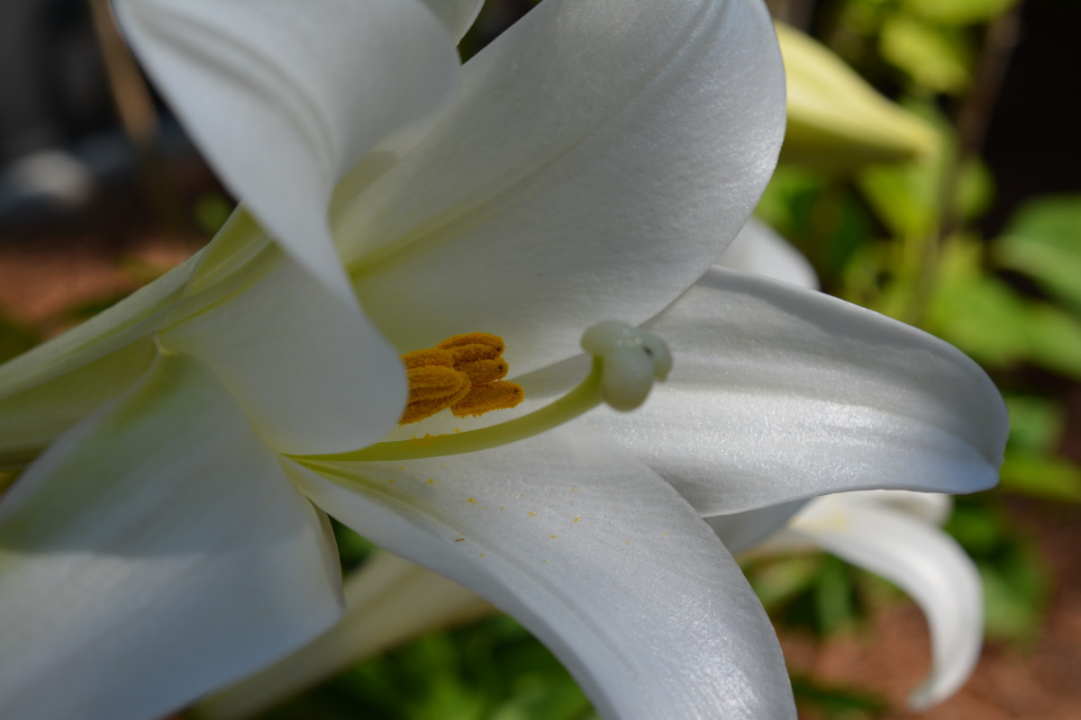 Lilium longiflorum, commonly known as Easter lily