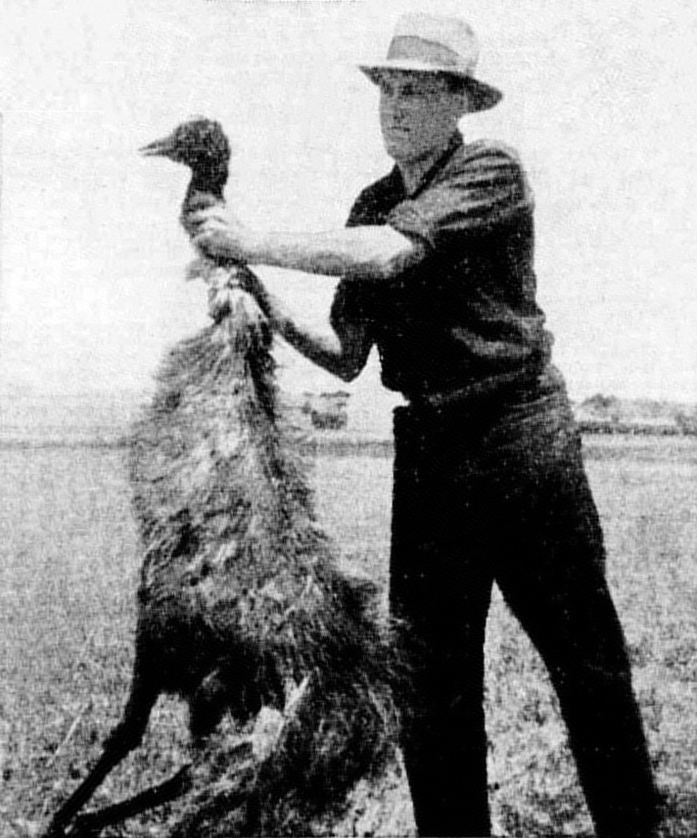 The horrors of war sometimes involved hand-to-hand combat—in this case, the emu was swiftly defeated.