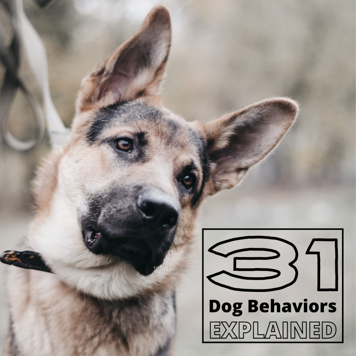 31 Dog Behaviors And What They Mean PetHelpful