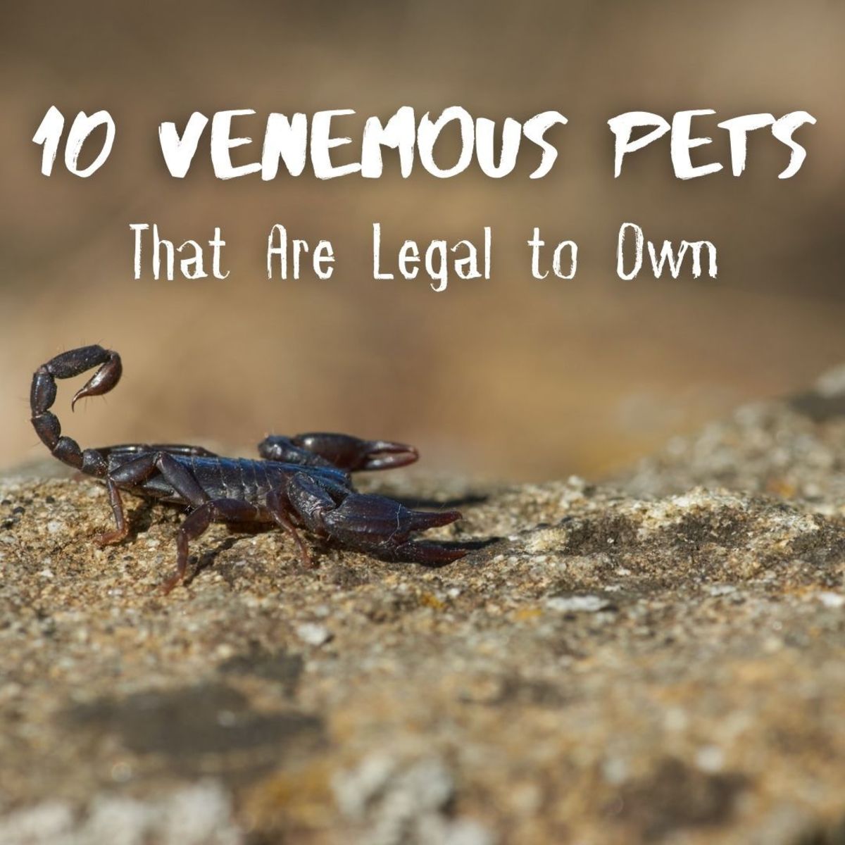 Aside from deadly species of venomous snakes however, most other venomous animals that are legal to keep as pets are not as dangerous as people think.