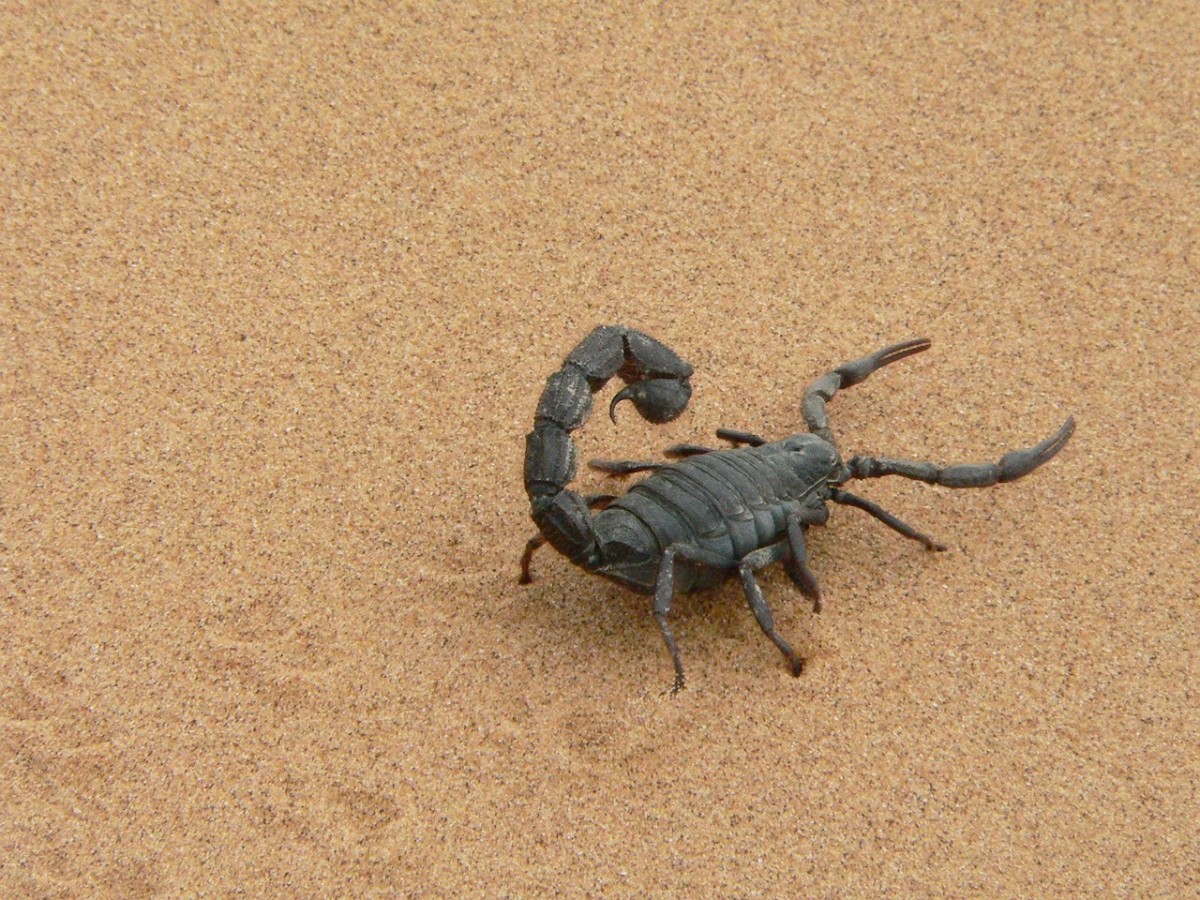 By far, the most popular species people keep as pets is the emperor scorpion which rarely stings.