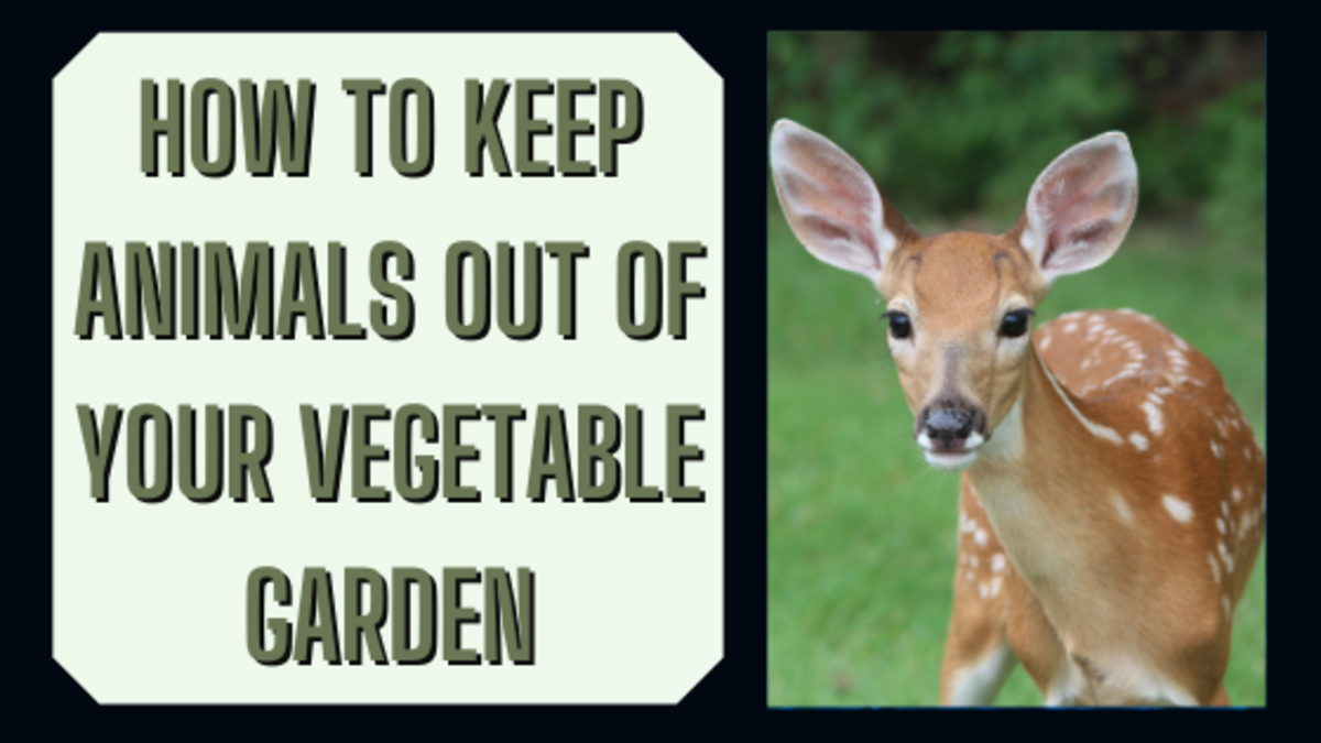 How to Keep Animals Out of Your Vegetable Garden - Dengarden