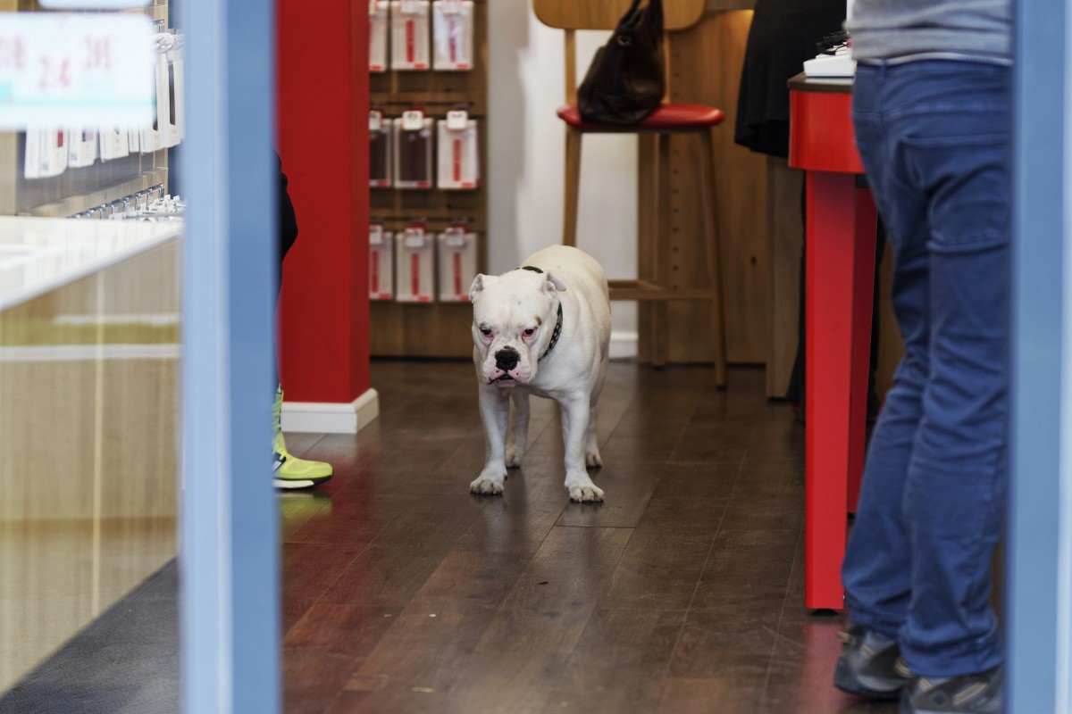 Are Dogs Allowed in Target 2021? (Official Target Pet Policy)