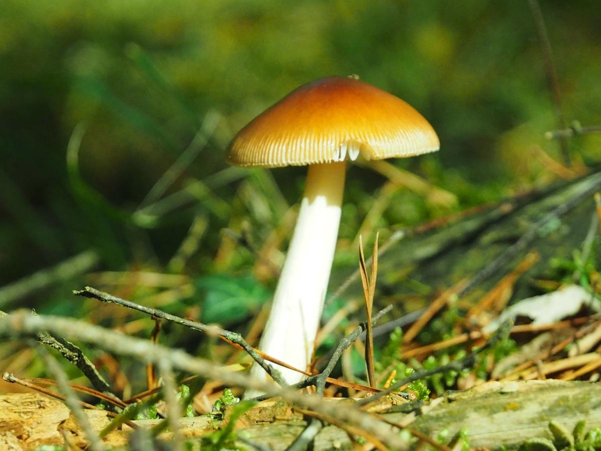 If you're still bound and determined to get rid of the mushrooms in your yard, here are a few more ways to go about it. 
