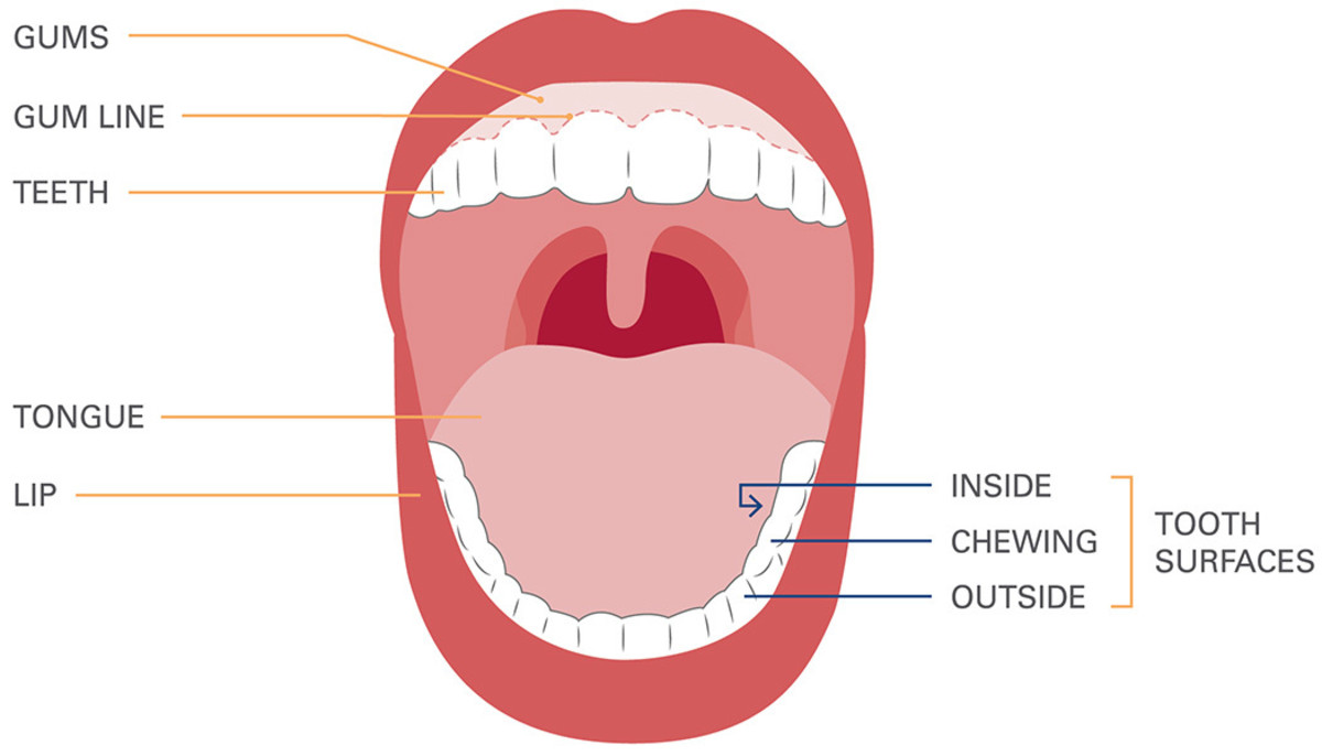Parts of the mouth (bibig). 
