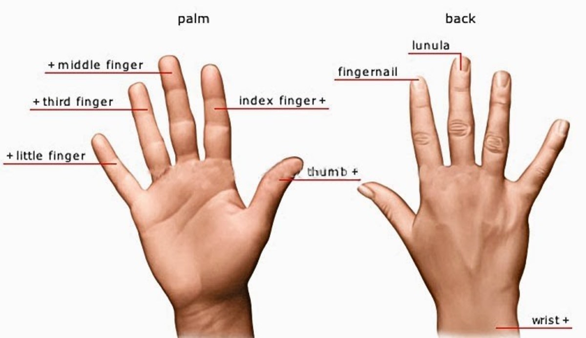 External And Internal Body Parts In Filipino Owlcation