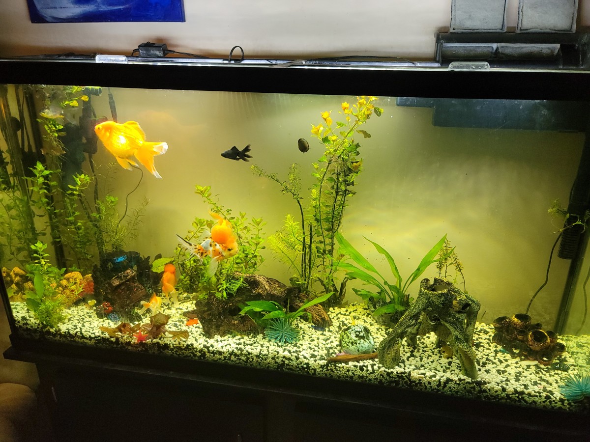 Fixing A Green Tinted Fish Tank - Murky Water Solutions
