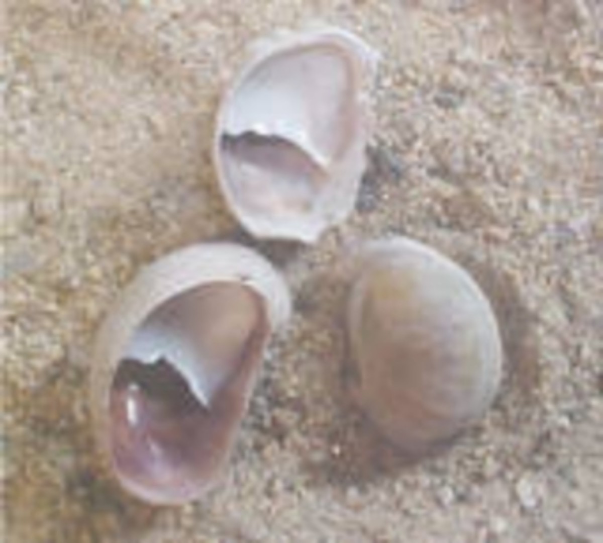 the-virtues-of-collecting-identifying-seashells-atlantic-ocean
