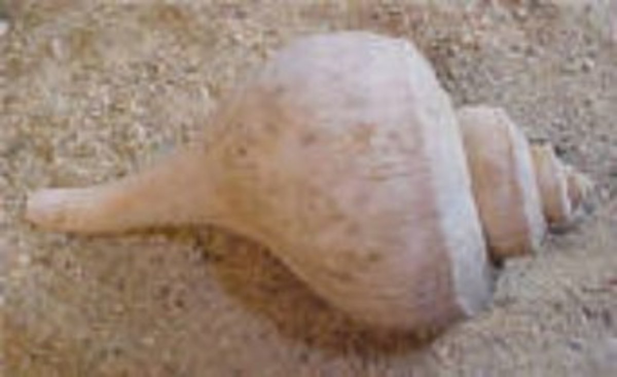 Collecting and Identifying Seashells - Atlantic Ocean