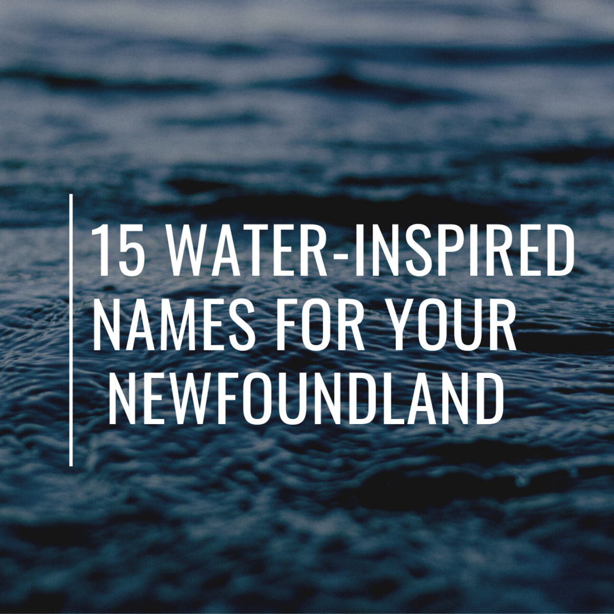 15 Great Names for Your Newfoundland Dog