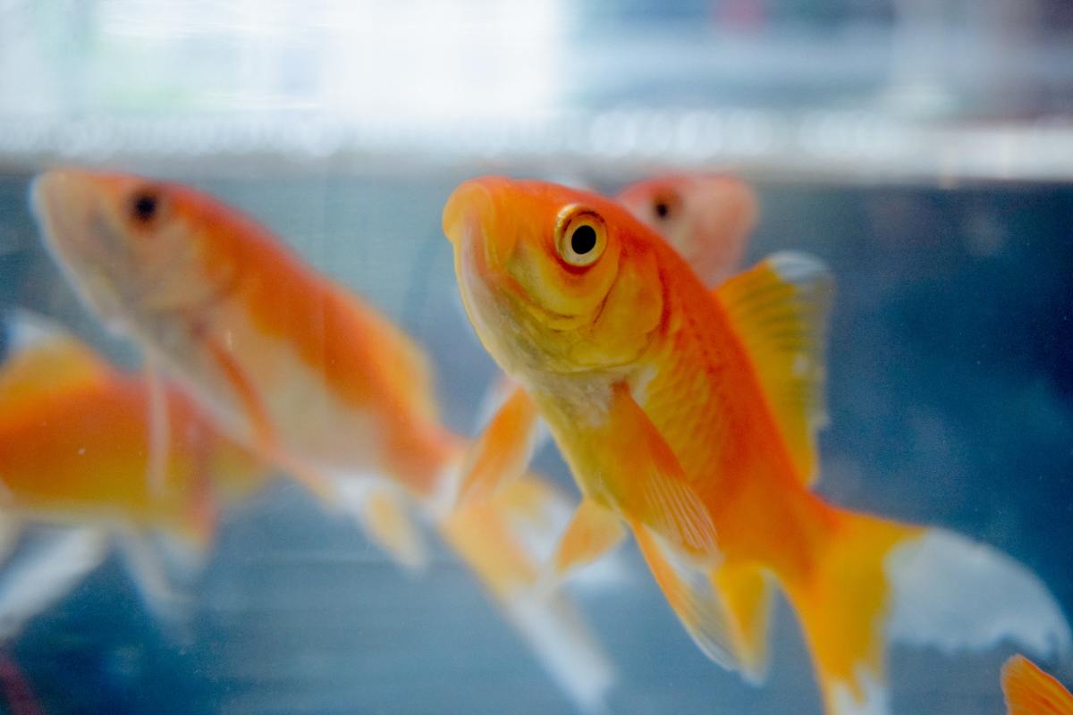 These goldfish are ready for a meal!