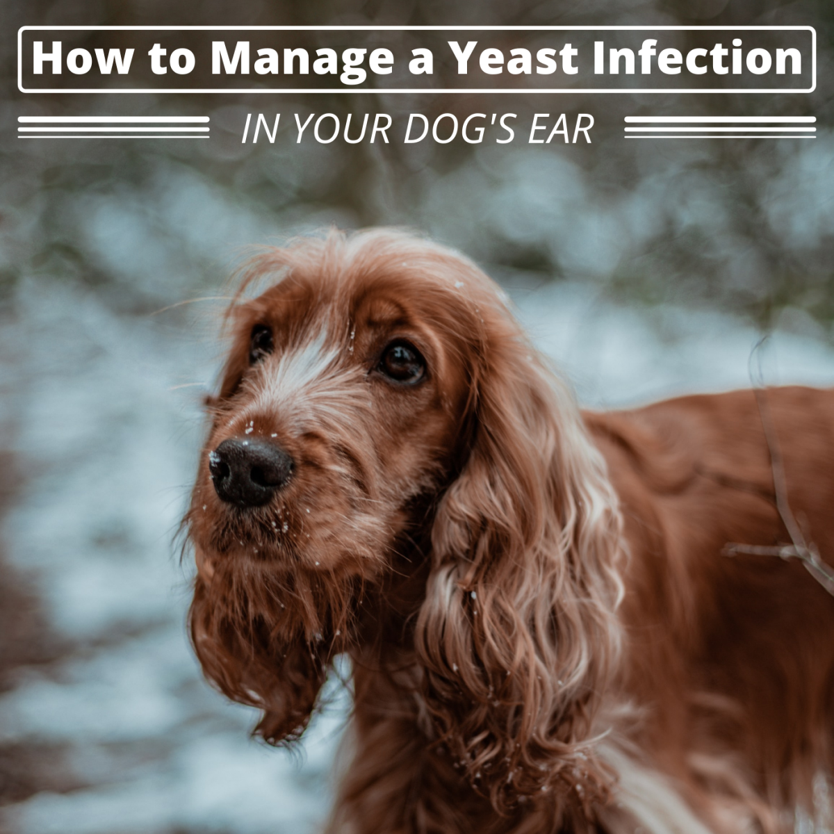 With your veterinarian's guidance, you may be able to manage your dog's yeast infection from home. 