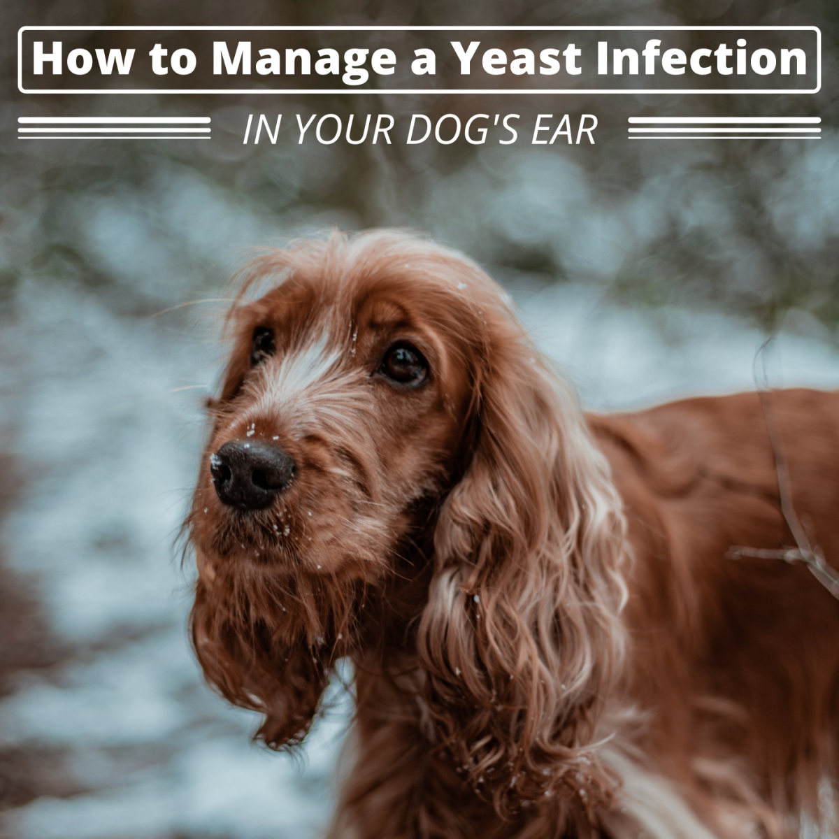 Home Remedies For Dog Ear Yeast Infections PetHelpful