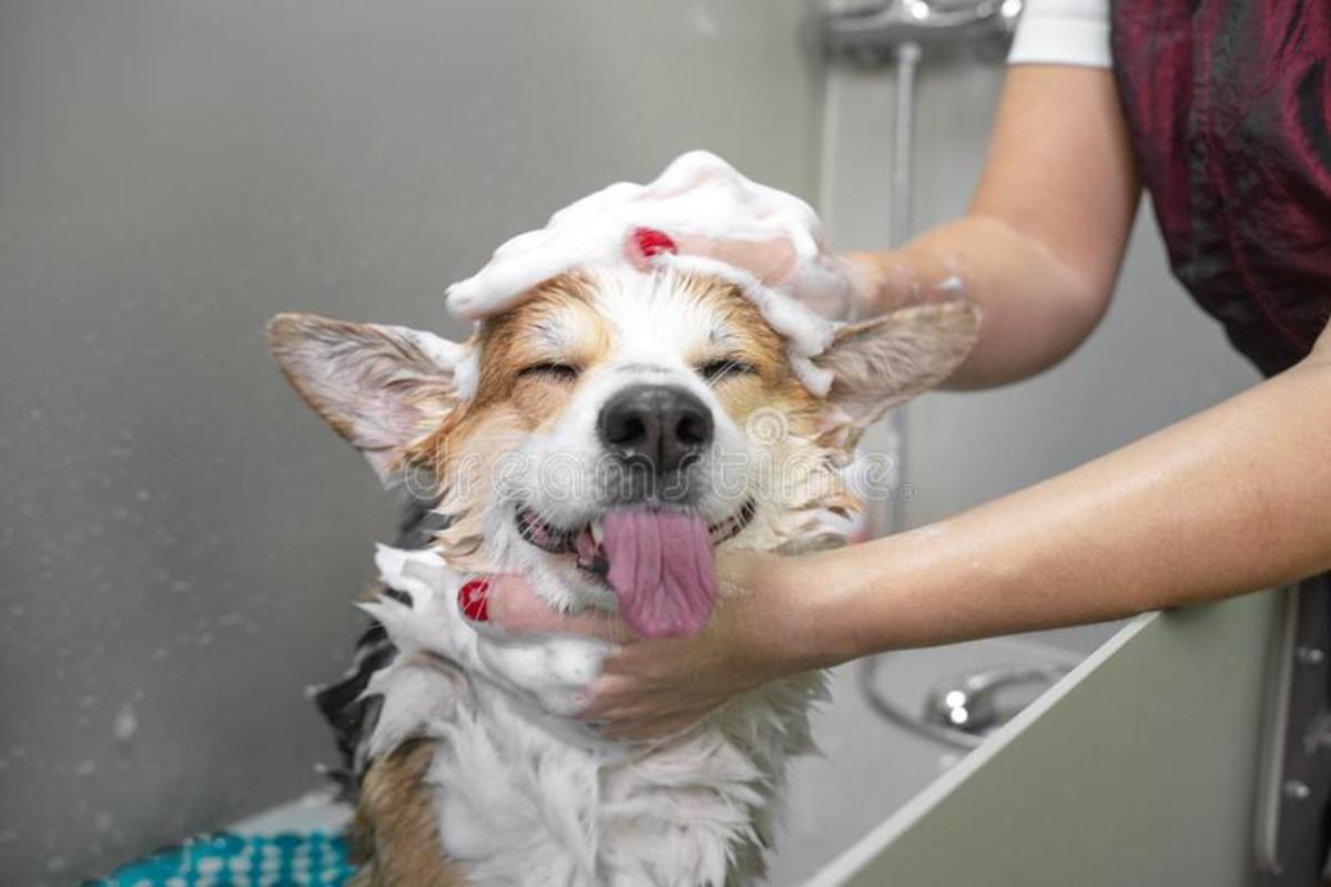 What Is It Like to Be a Dog Bather