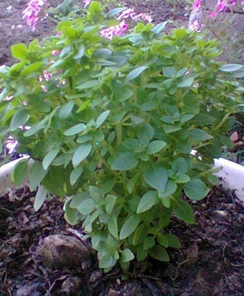 Basil  growing in a pot