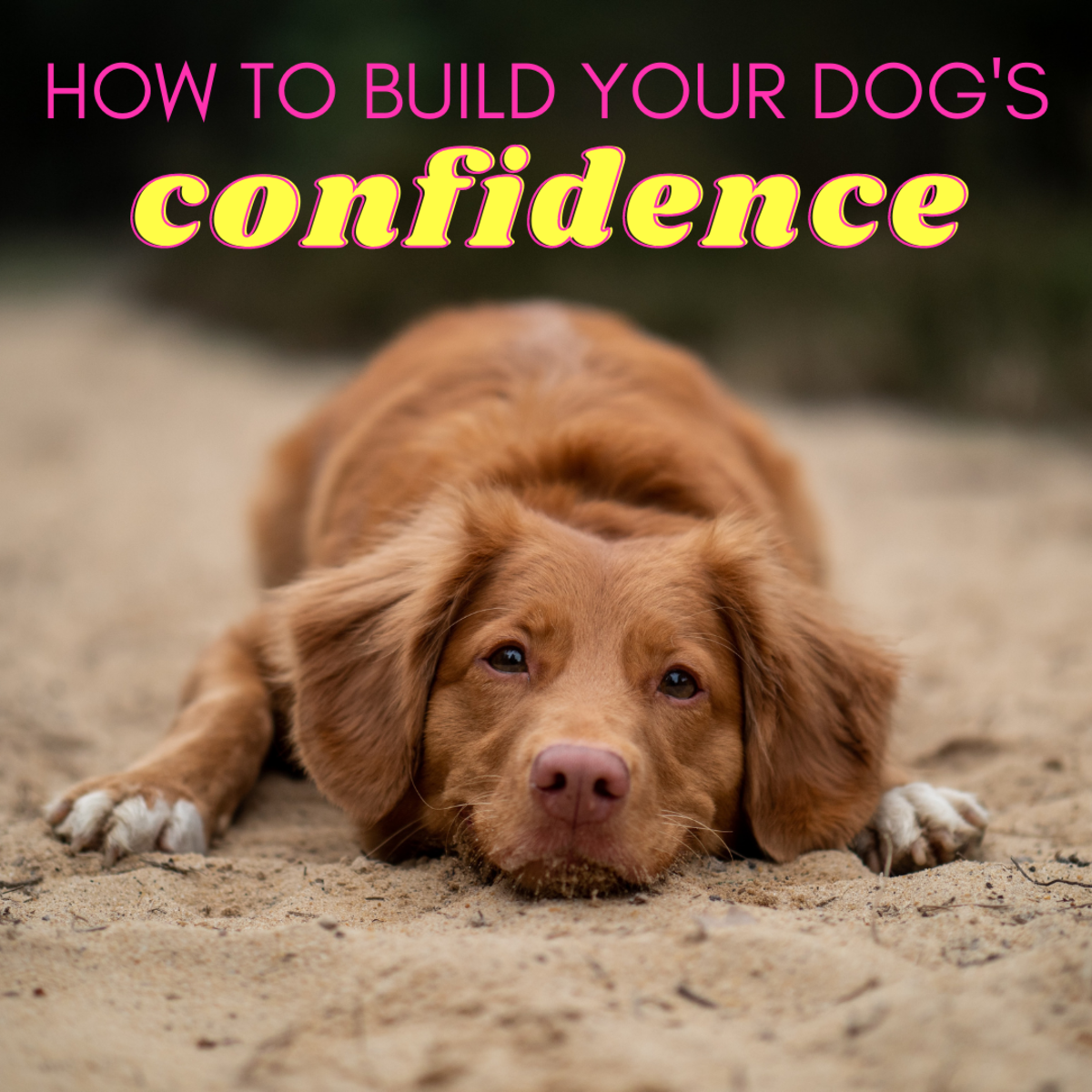 Identifying the signs of a submissive dog is the first step to boosting his confidence. 