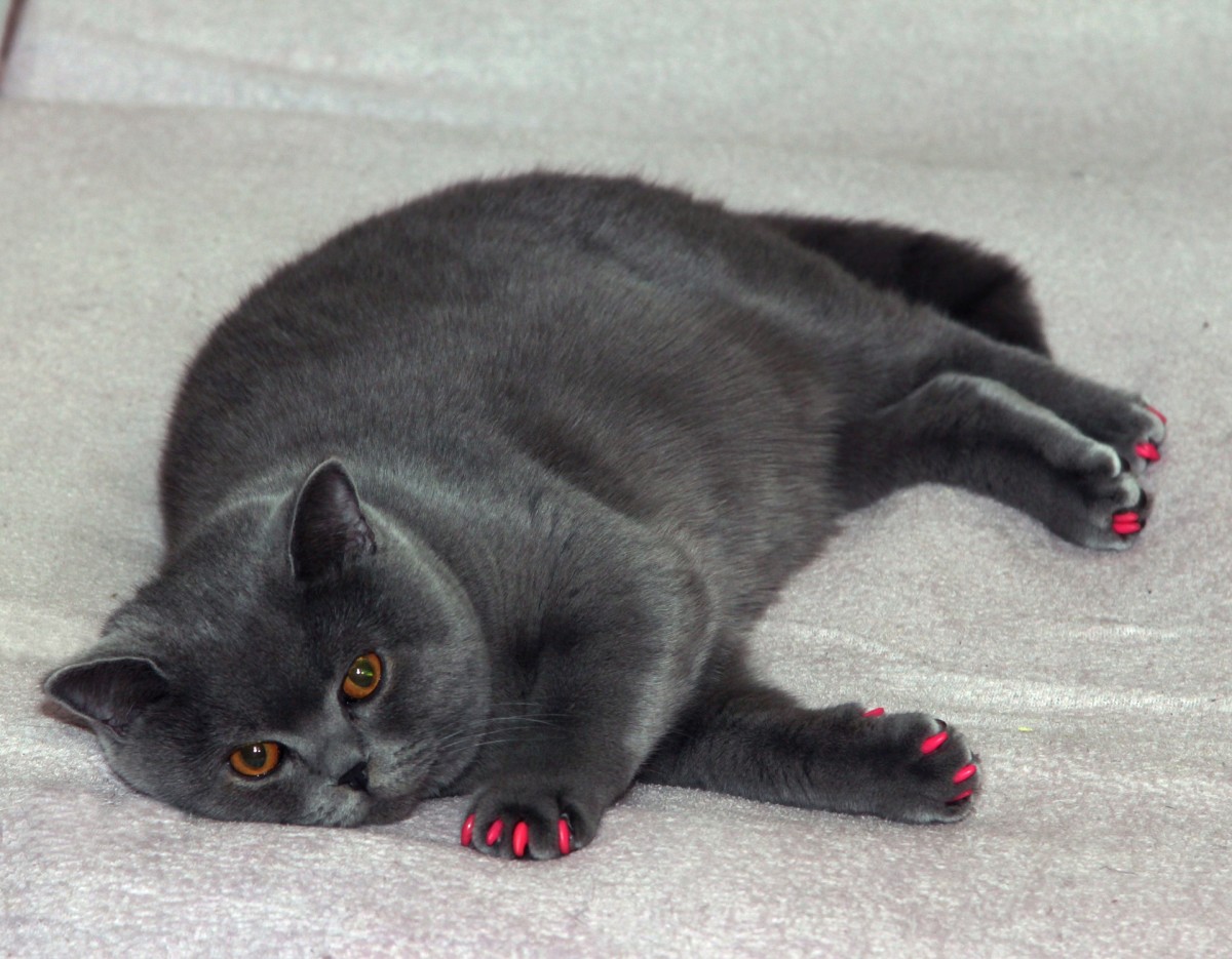The Cat's “Liver Fat”: Beware of Cats That No Longer Eat!