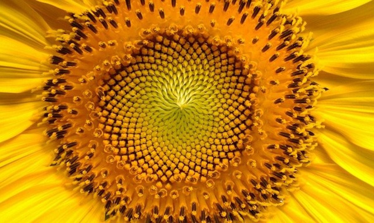 The sunflower seed head has a spiral displaying the beauty of sacred geometry.