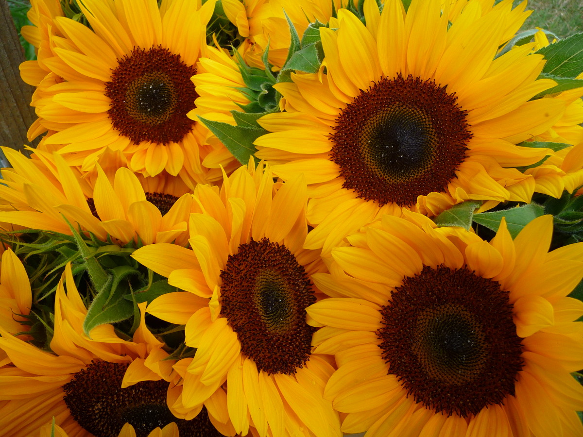 Sunflower Seeds: Know How to Plant, Harvest, Cook