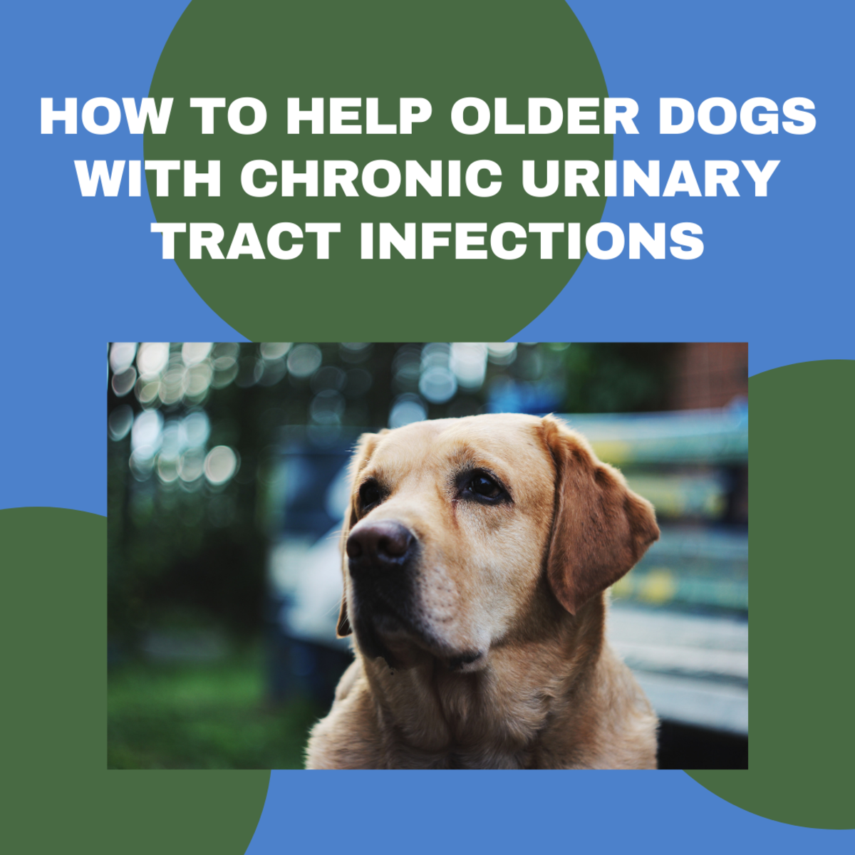 Learn how to help your aging dog with recurring UTIs.