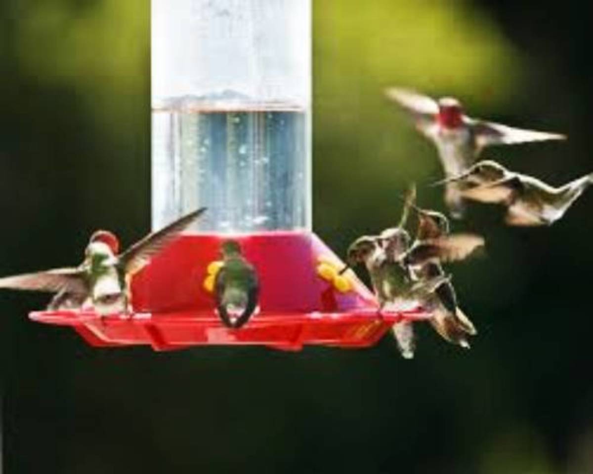 Hummingbirds prefer red feeders. The feeder they can feed from flowers them.