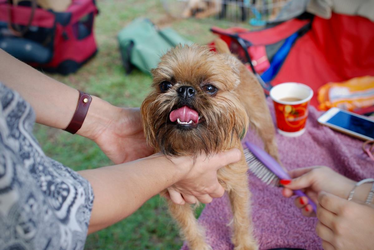 The Brussels griffon is a highly affectionate dog who will want to be with you all. the. time.