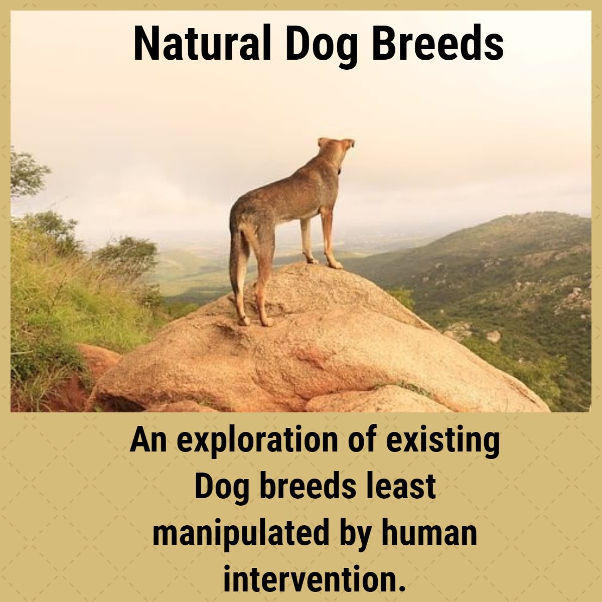 As most know, many dogs have been selectively bred. But what about those dogs that are closest to their natural breed? 
