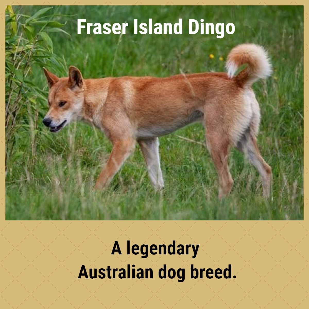 Natural Breeds Of Dog Explored HubPages