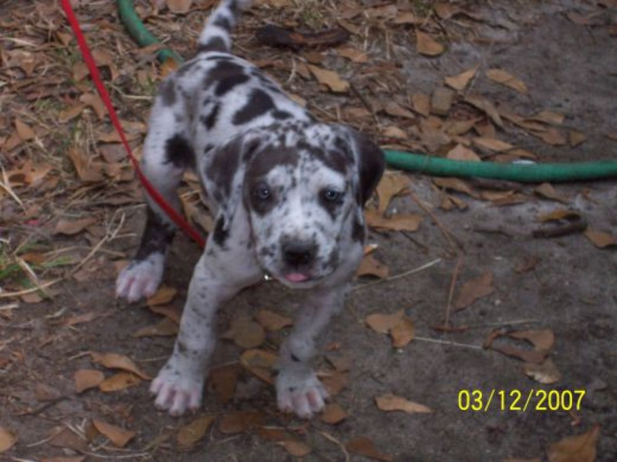 Great Dane puppy at six weeks