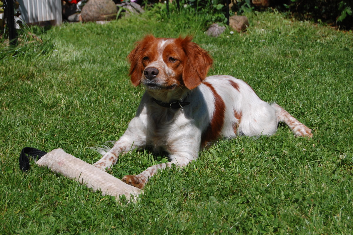 We had a litter of Brittany Spaniel Puppies.