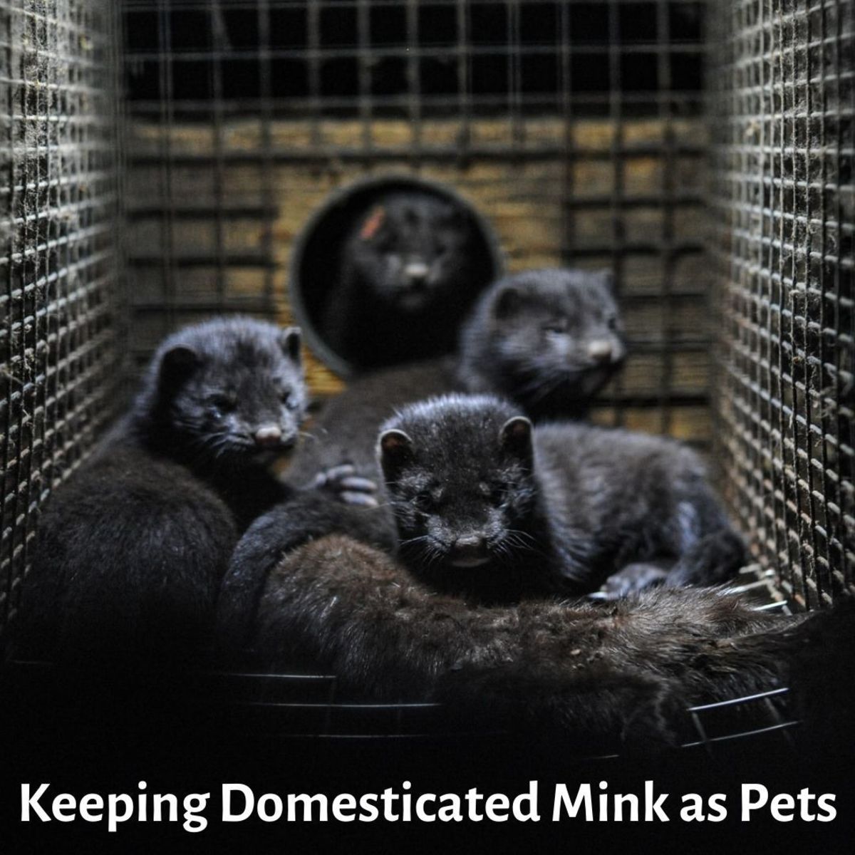 Keeping Mink as Pet - The Petster