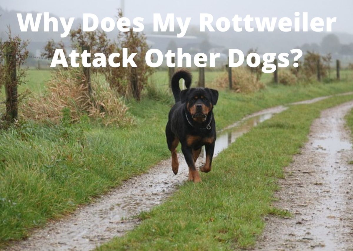 Why Does My Rottweiler Attack Other Dogs?