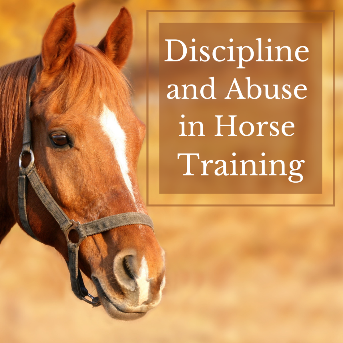 Horse Training: When Is Discipline Abuse?