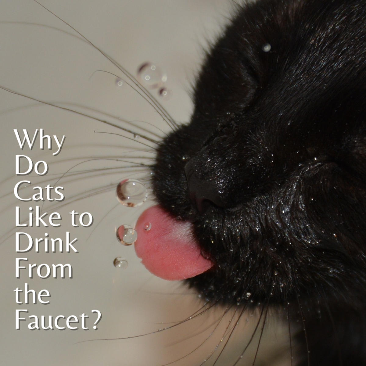Why Do Cats Like Drinking From the Water Faucet?