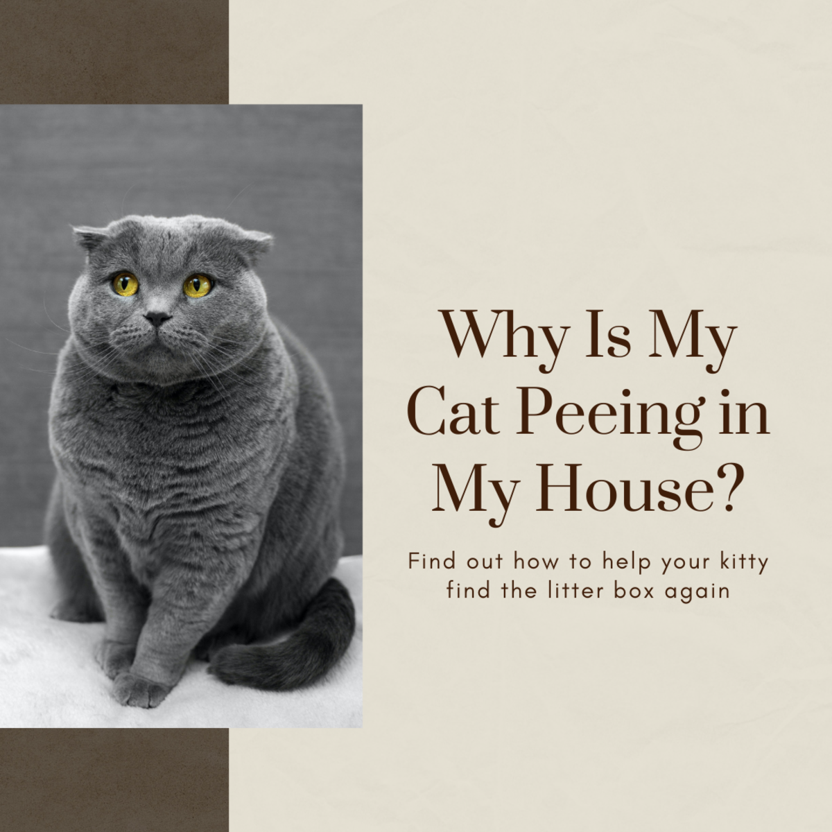 Why Is My Cat Urinating in My House?