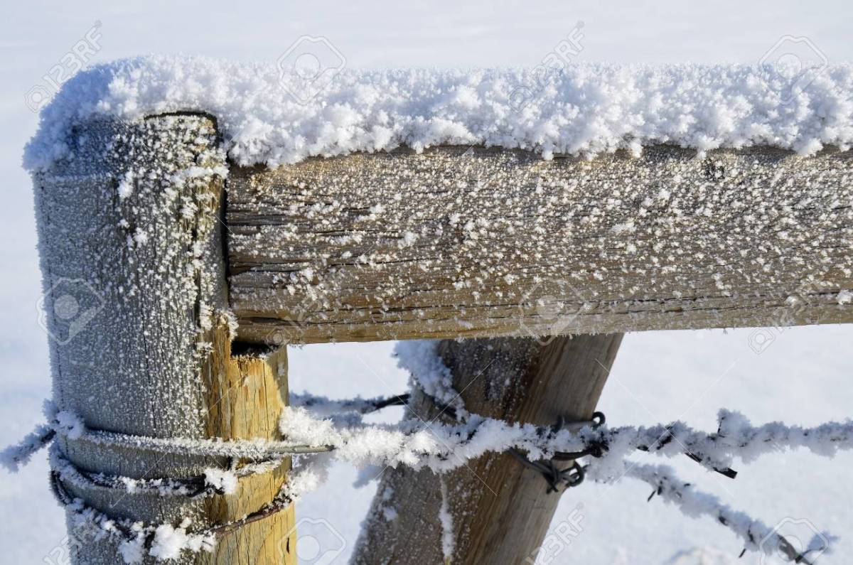 "The frost is on the fence post"