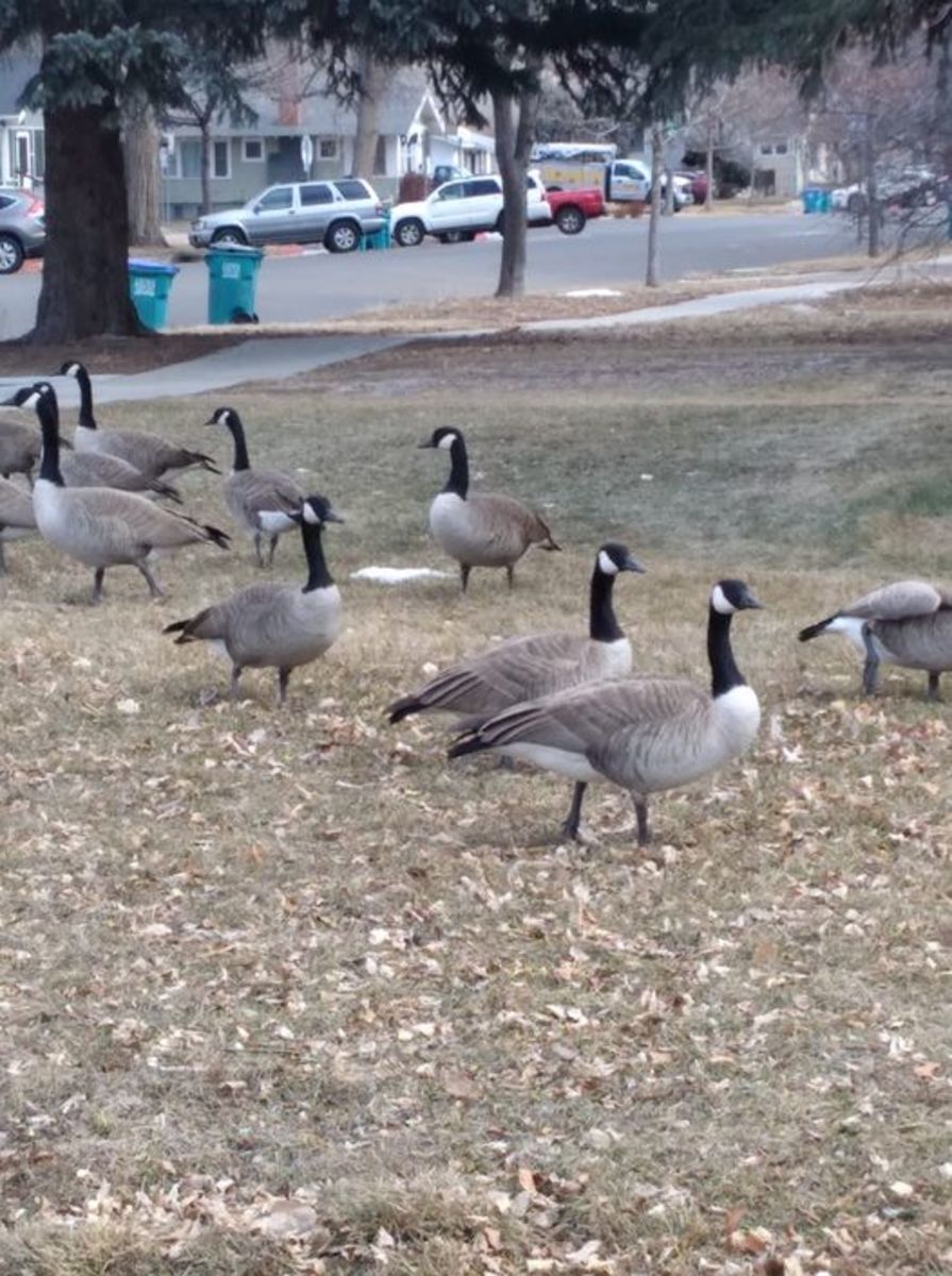 The only thing green you are going to see until Spring is goose poop.