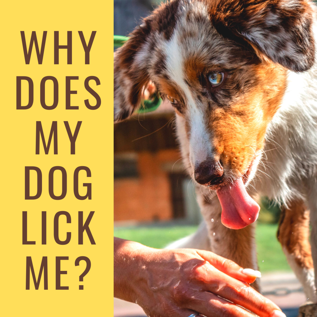 Find out more about why dogs lick people.