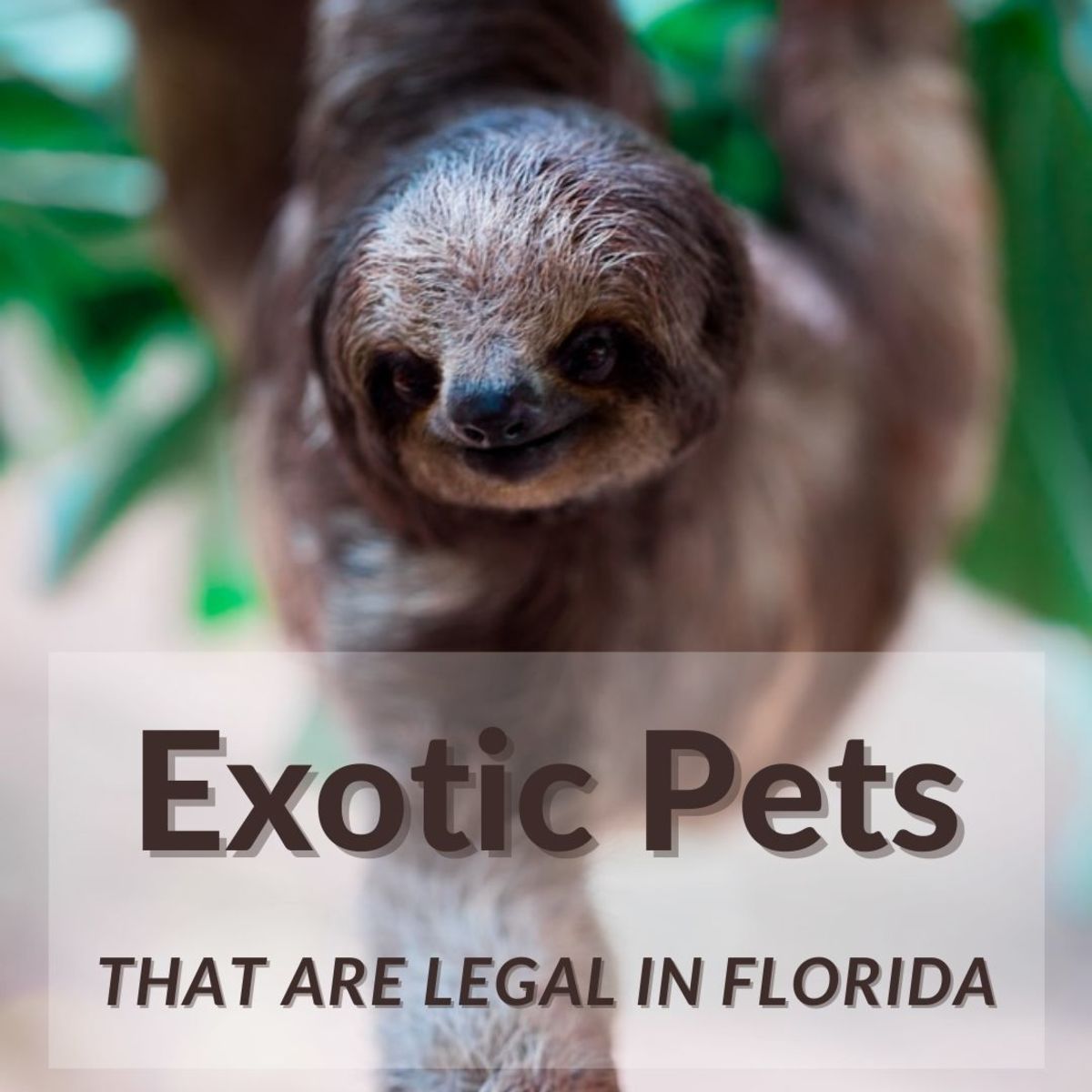 Florida is an unusual state when it comes to exotic pet laws, and there are both good and bad aspects of their regulations.