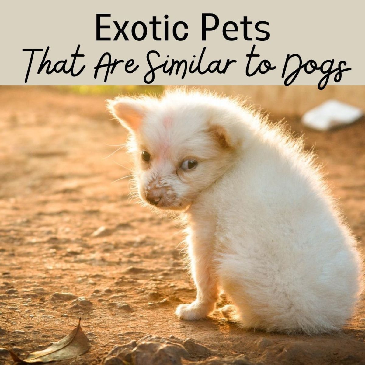5 Exotic Pets That Are Like Dogs - PetHelpful