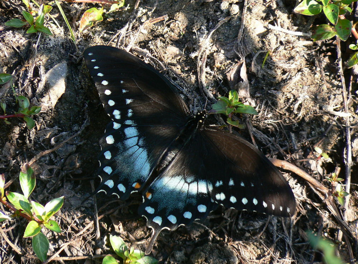 the-state-butterfly-of-mississippi