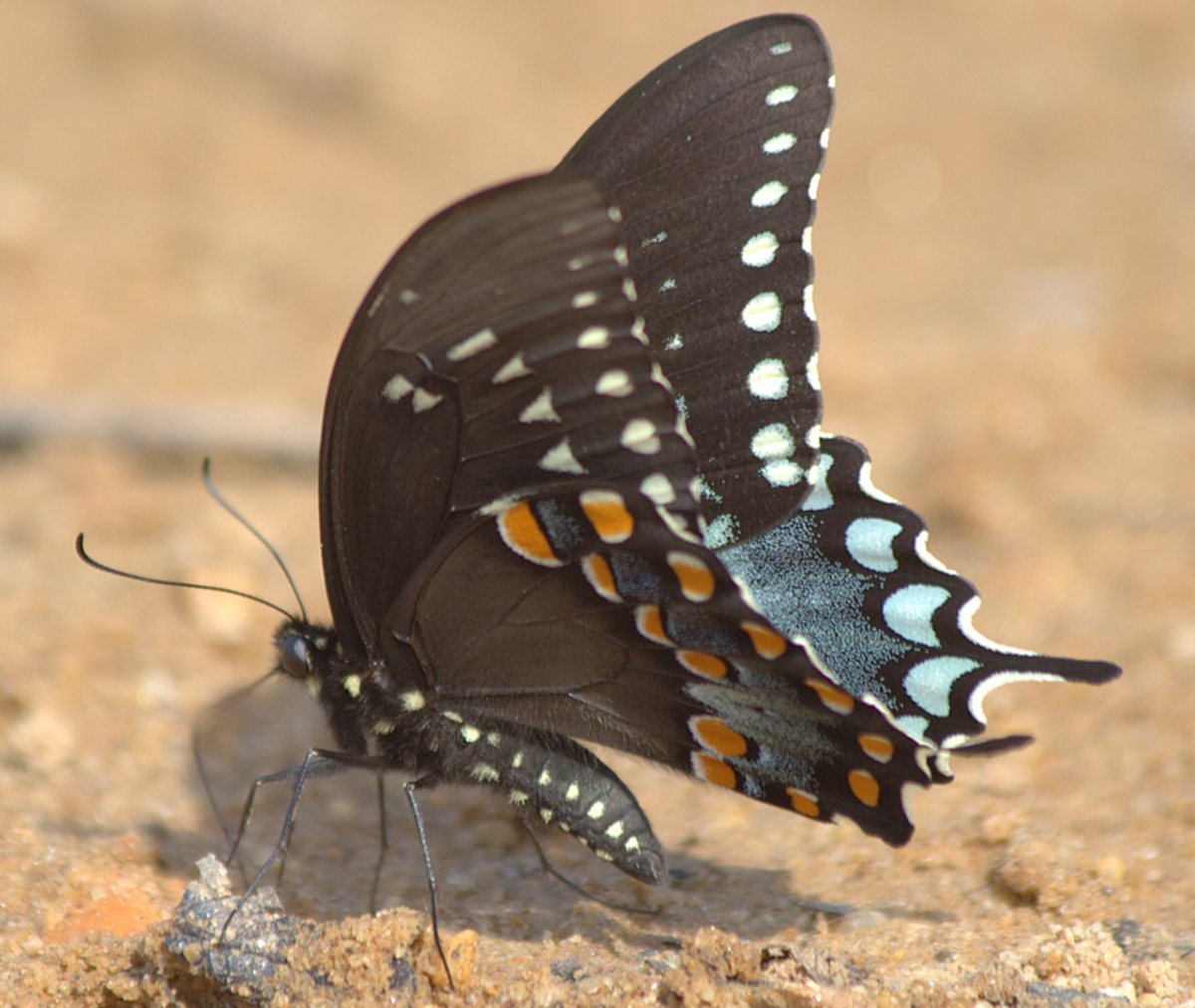 Spicebush swallowtail showing characteristic blue -green lunules on wing margins