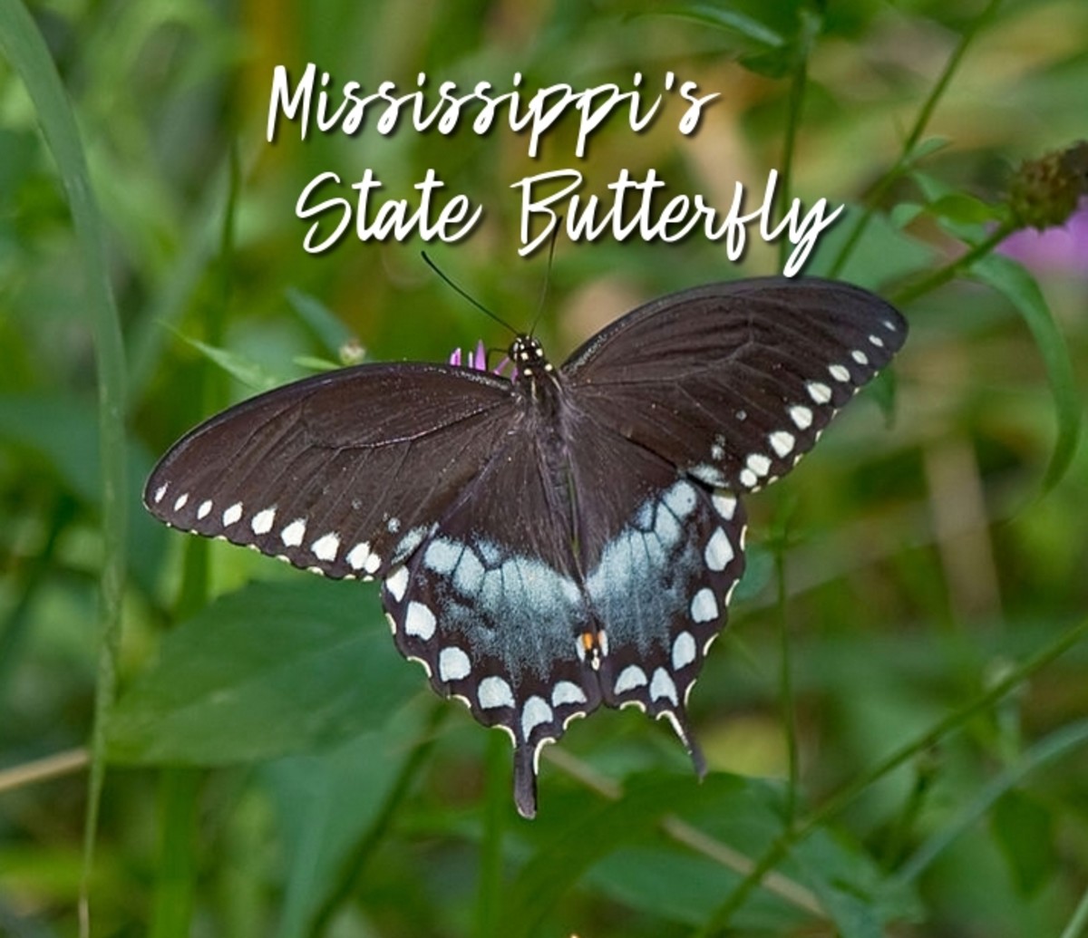 Mississippi's State Butterfly, the gorgeous spicebush swallowtail