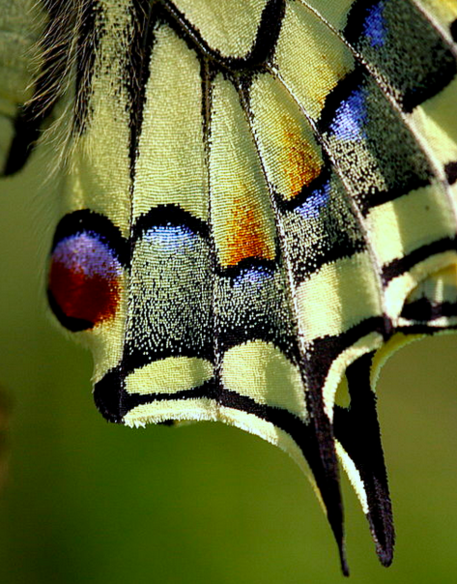Close-up of a swallowtail butterfly's "tails"