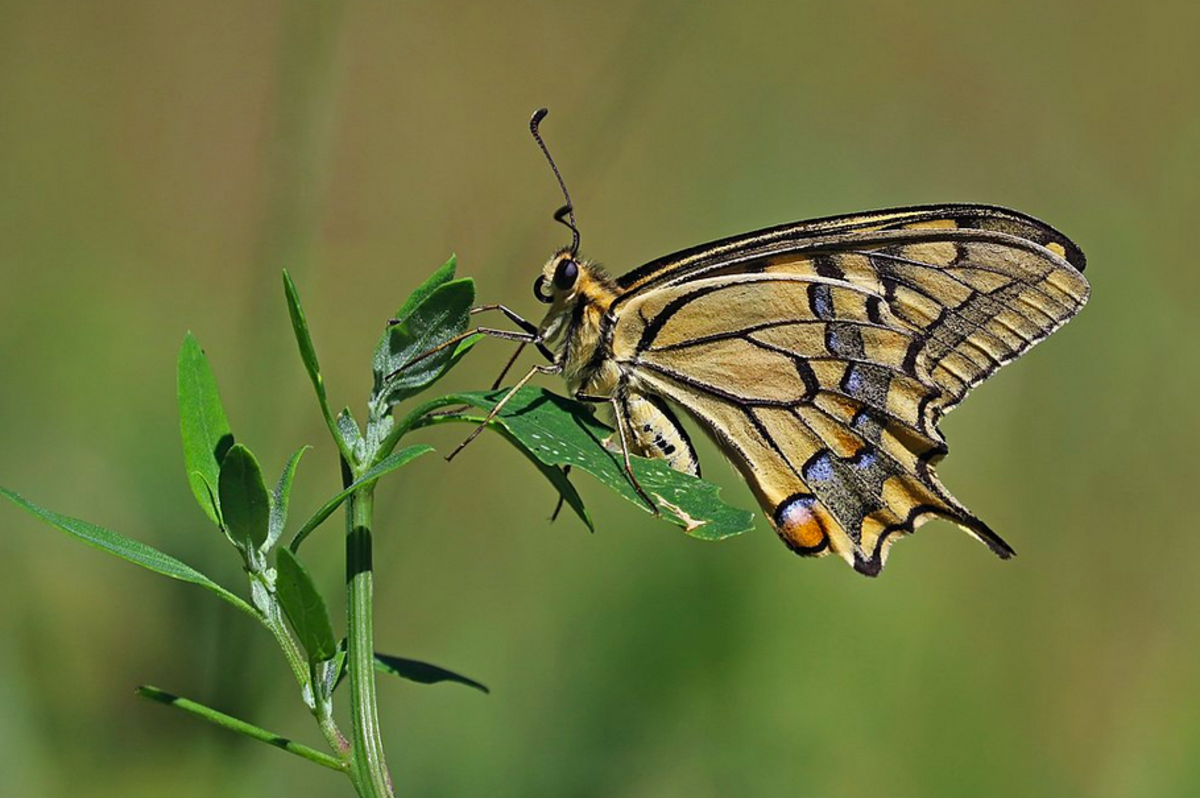 Oregon swallowtail, Oregon's State Insect