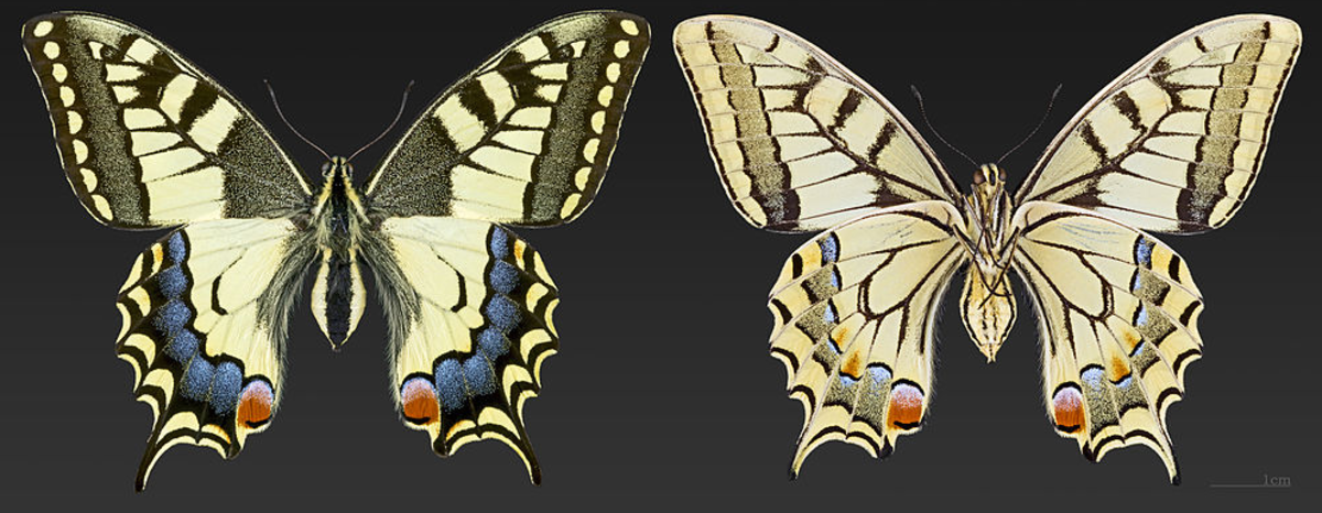 Museum specimens of the Oregon swallowtail